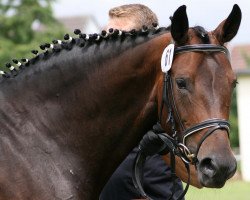 broodmare Wenzel-Princess (Oldenburg, 2007, from Sandro Hit)
