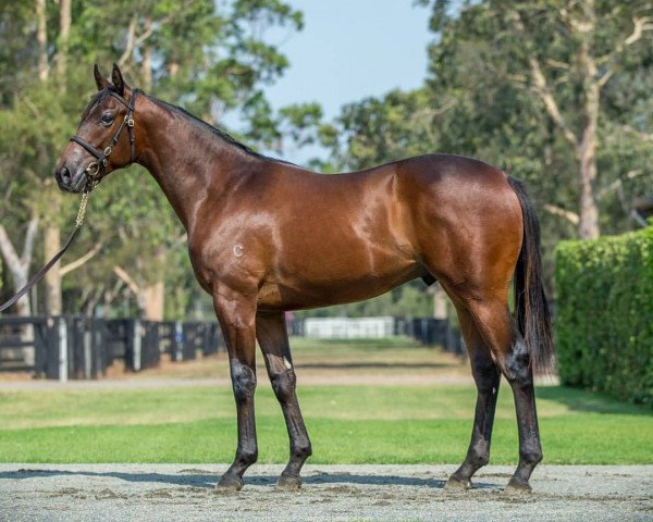 horse Hengst von American Pharoah xx (Thoroughbred, 2019, from American Pharoah xx)