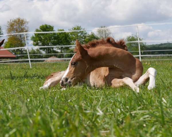 horse PVH Wolke Sieben (German Riding Pony, 2019, from The Braes My Mobility)