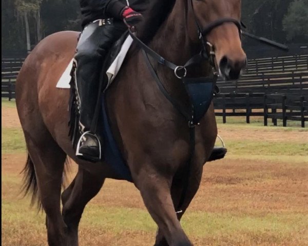 horse Hengst von California Chrome xx (Thoroughbred, 2018, from California Chrome xx)