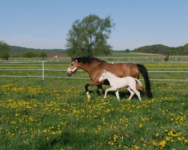 horse PVH Casino Double (German Riding Pony, 2019, from Casino Gold)