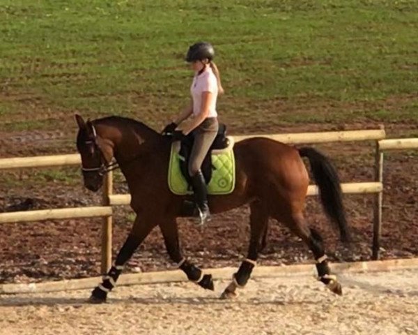dressage horse High Spirit 15 (Oldenburg, 2013, from Hot Spirit)