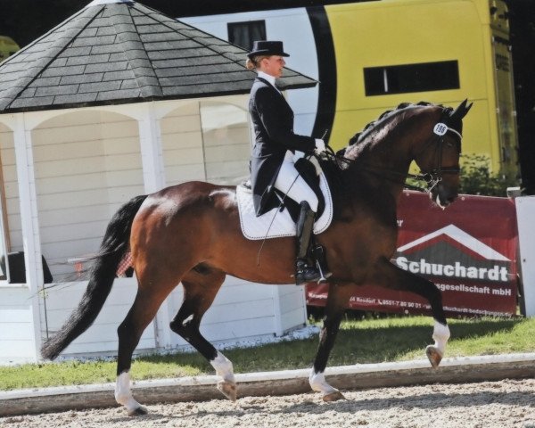 dressage horse Defloratio (Oldenburg, 2012, from Don Romantic)