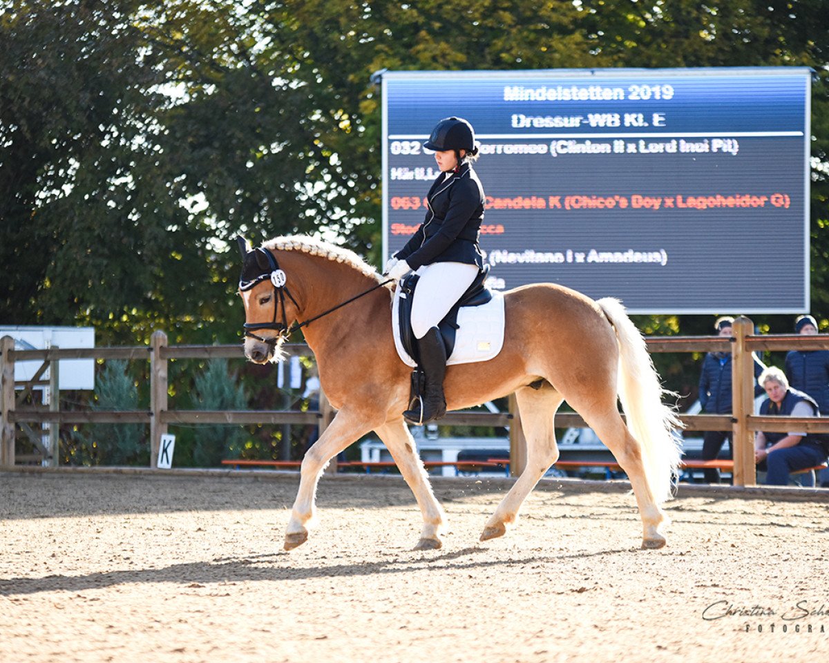 dressage horse Nevito 2 (Haflinger, 2011, from Nevitano)