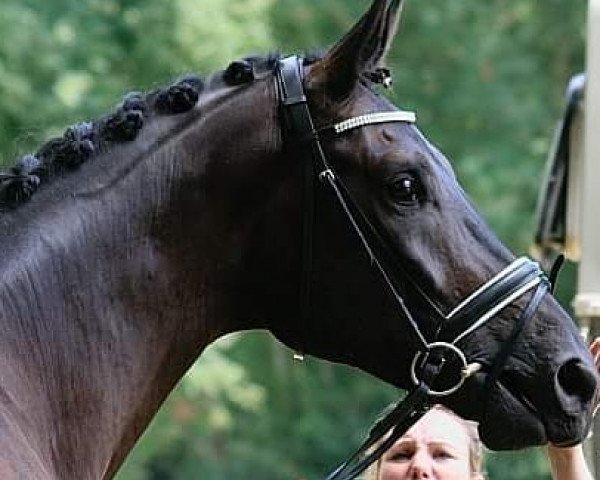 horse Davao Miro (Oldenburg, 2014, from Dante Weltino Old)