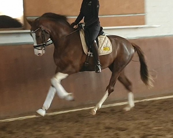 dressage horse Be Coloured (Oldenburg, 2017, from Bonds)