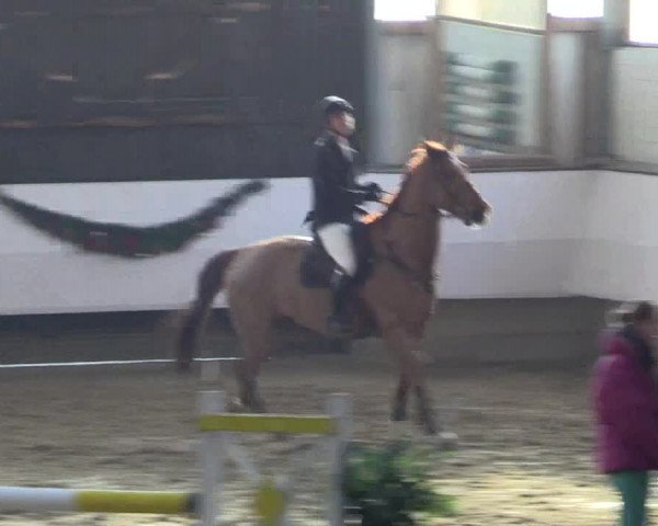 Reitturnier Alt Marl 2015