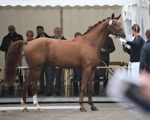 dressage horse Zanzibar (Oldenburg, 2015, from Zack)
