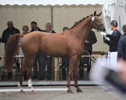 dressage horse Zanzibar (Oldenburg, 2015, from Zack)