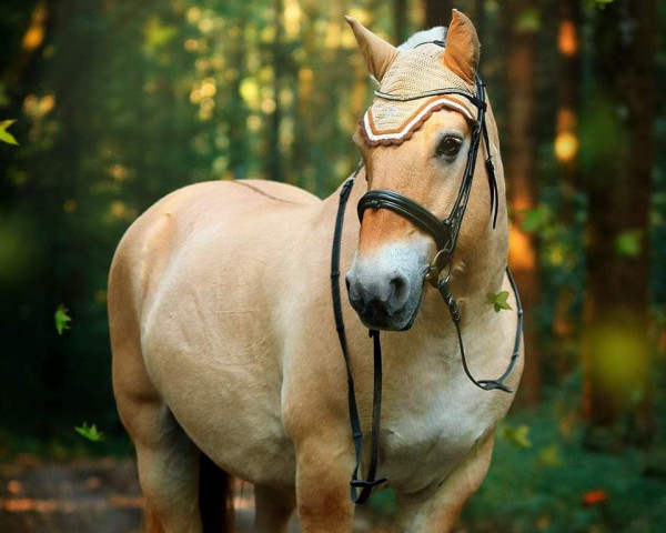 dressage horse Jörn vom Oderhaff (Fjord Horse, 1998, from Jokum)