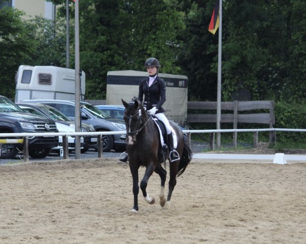 dressage horse Sacre Fleur 11 (Westphalian, 2011, from Son of Cologne)