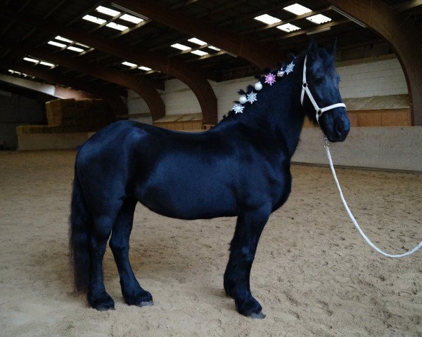 horse Nelly Oet de Bekzied (Friese, 2004, from Leffert 306)