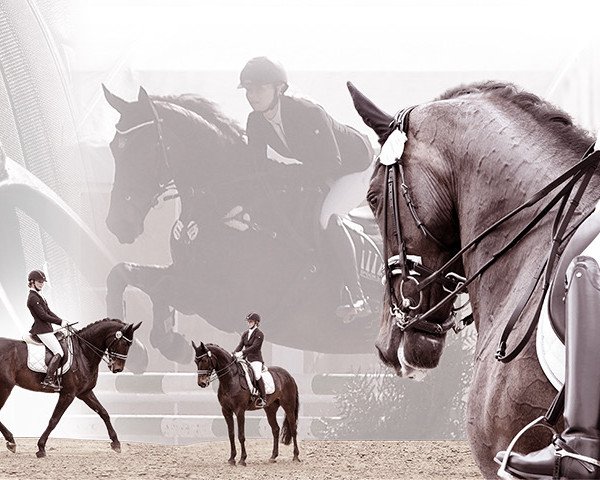 dressage horse Rocklady V (Westphalian, 2007, from Rock Forever NRW)