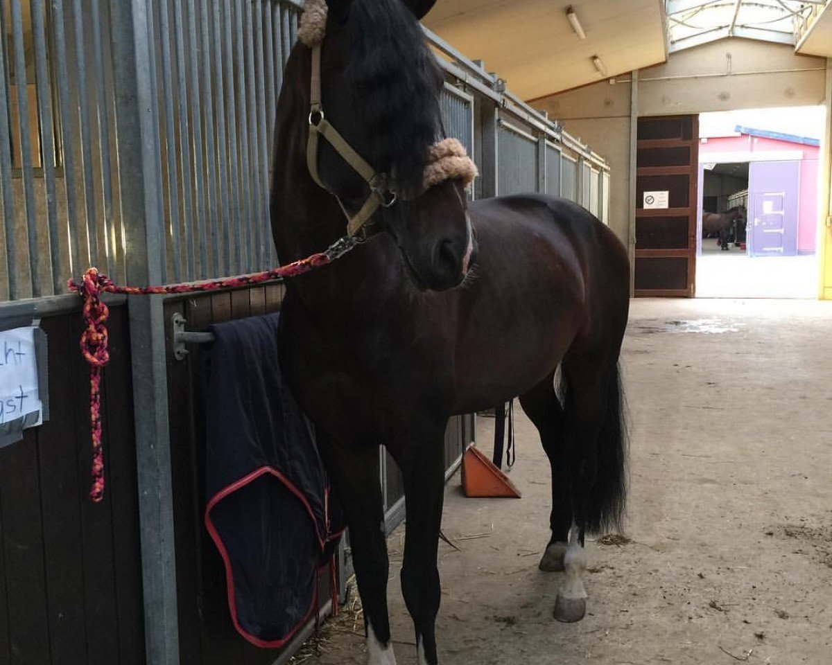 Pferd Andalusier (Andalusier, 2012)