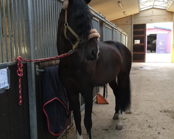 Pferd Andalusier (Andalusier, 2012)