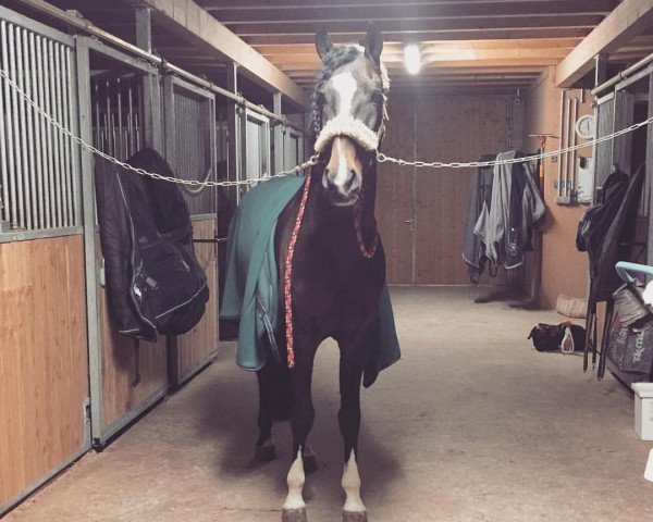 Pferd Andalusier (Andalusier, 2012)