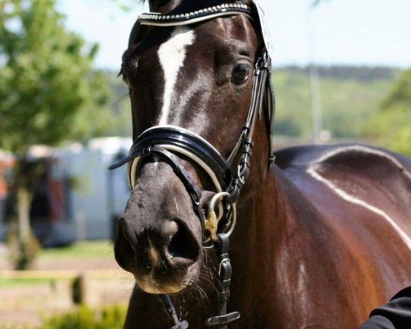 dressage horse Late Night W (Westphalian, 2013, from Lemony's Nicket)