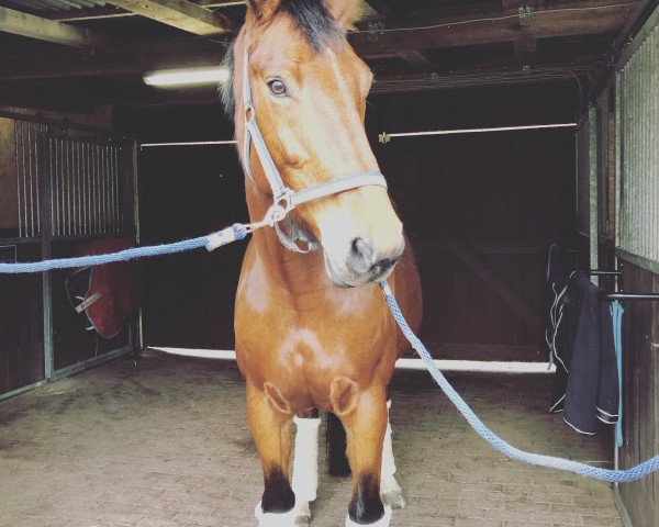 horse Goldika (Hanoverian, 2013, from Graf Top)