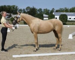 horse Nova (unknown, 2009)