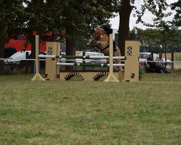 jumper Nehle (3,125% ox) (Edelbluthaflinger, 2008, from World Cup (0,78% ox)) jumper Nehle (3,125% ox) (Edelbluthaflinger, 2008, from World Cup (0,78% ox))