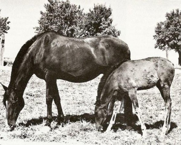 broodmare Jerezana XXXVI (Pura Raza Espanola (PRE), 1975, from Tallista) broodmare Jerezana XXXVI (Pura Raza Espanola (PRE), 1975, from Tallista)