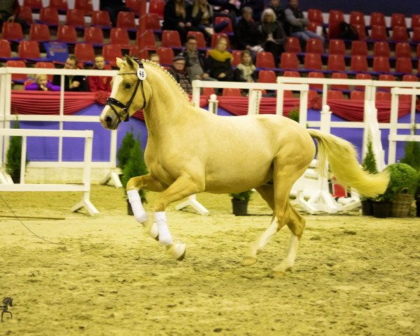 dressage horse Mascarpone 6 (German Riding Pony, 2017, from FS Mr. Right)