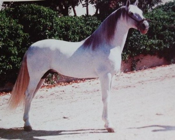 Deckhengst Jerez (Pura Raza Espanola (PRE), 1976, von Brincador II) Deckhengst Jerez (Pura Raza Espanola (PRE), 1976, von Brincador II)