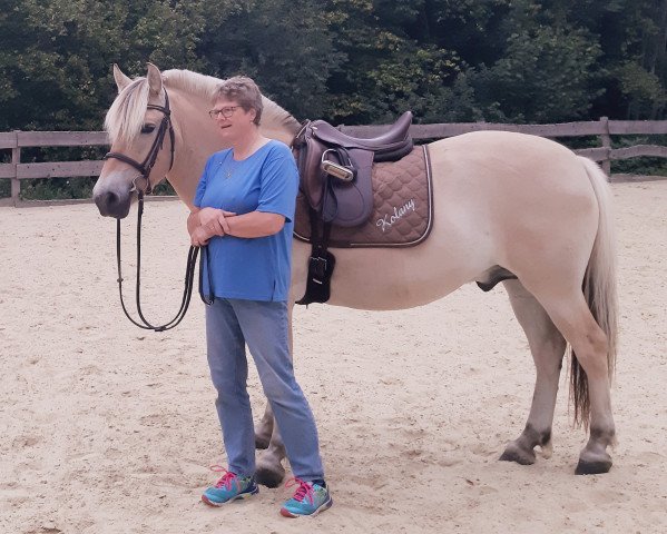Pferd Kolany (Fjordpferd, 2016, von Kalino)