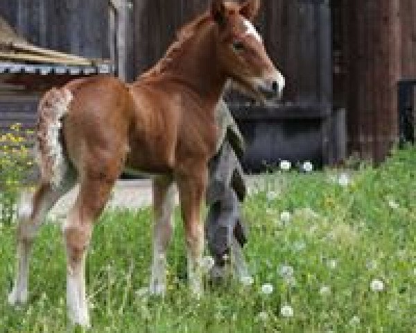 Pferd Dukat (Schwarzwälder Kaltblut, 2018, von Domingo)