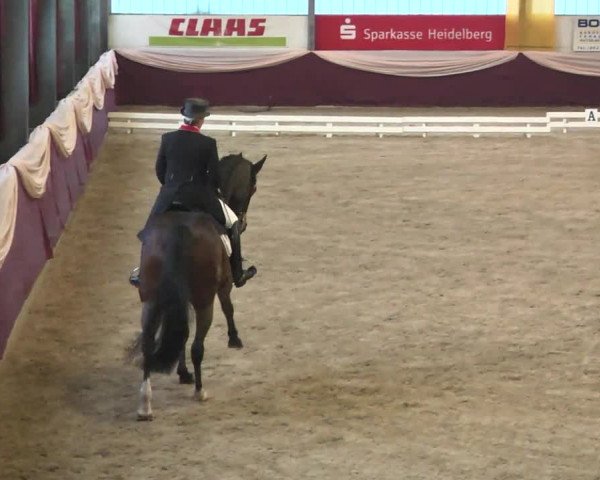 Reitturnier Eppelheim 2016
