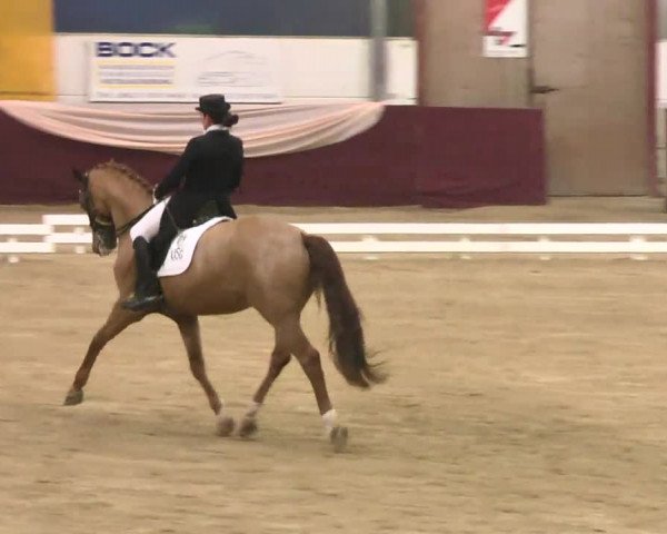 Reitturnier Eppelheim 2016