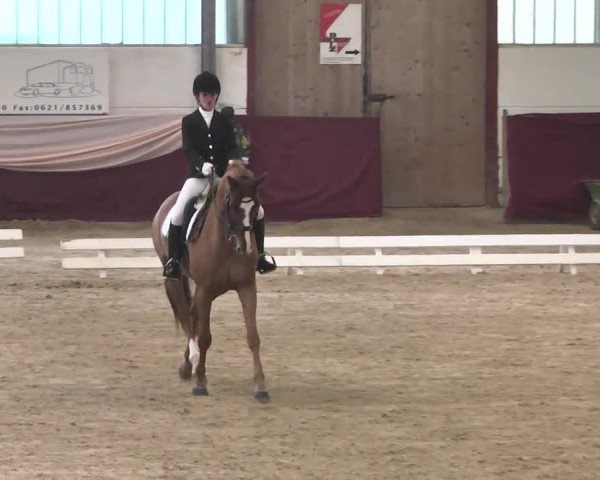 Reitturnier Eppelheim 2016