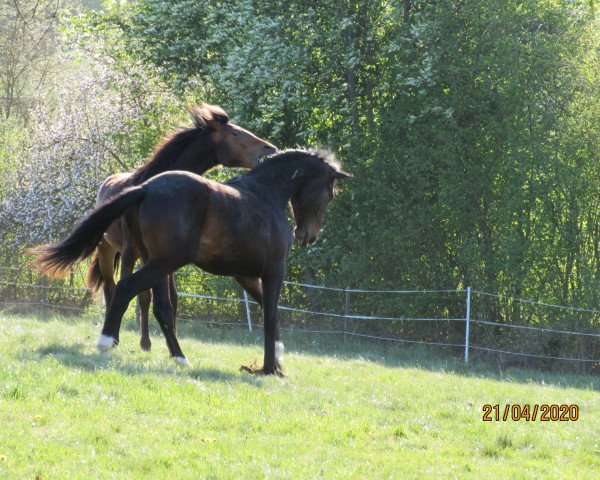 Pferd Living (Hannoveraner, 2018, von Libertad FRH)