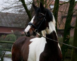 Springpferd Royal Colour (Westfale, 2017, von Rubin Royal OLD)