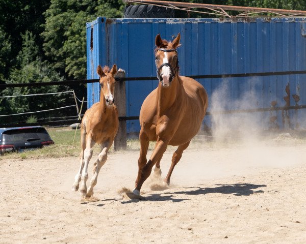 broodmare Cat Balou (Trakehner, 2006, from Perechlest)