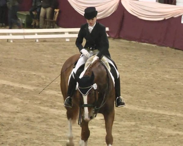 Reitturnier Eppelheim 2016