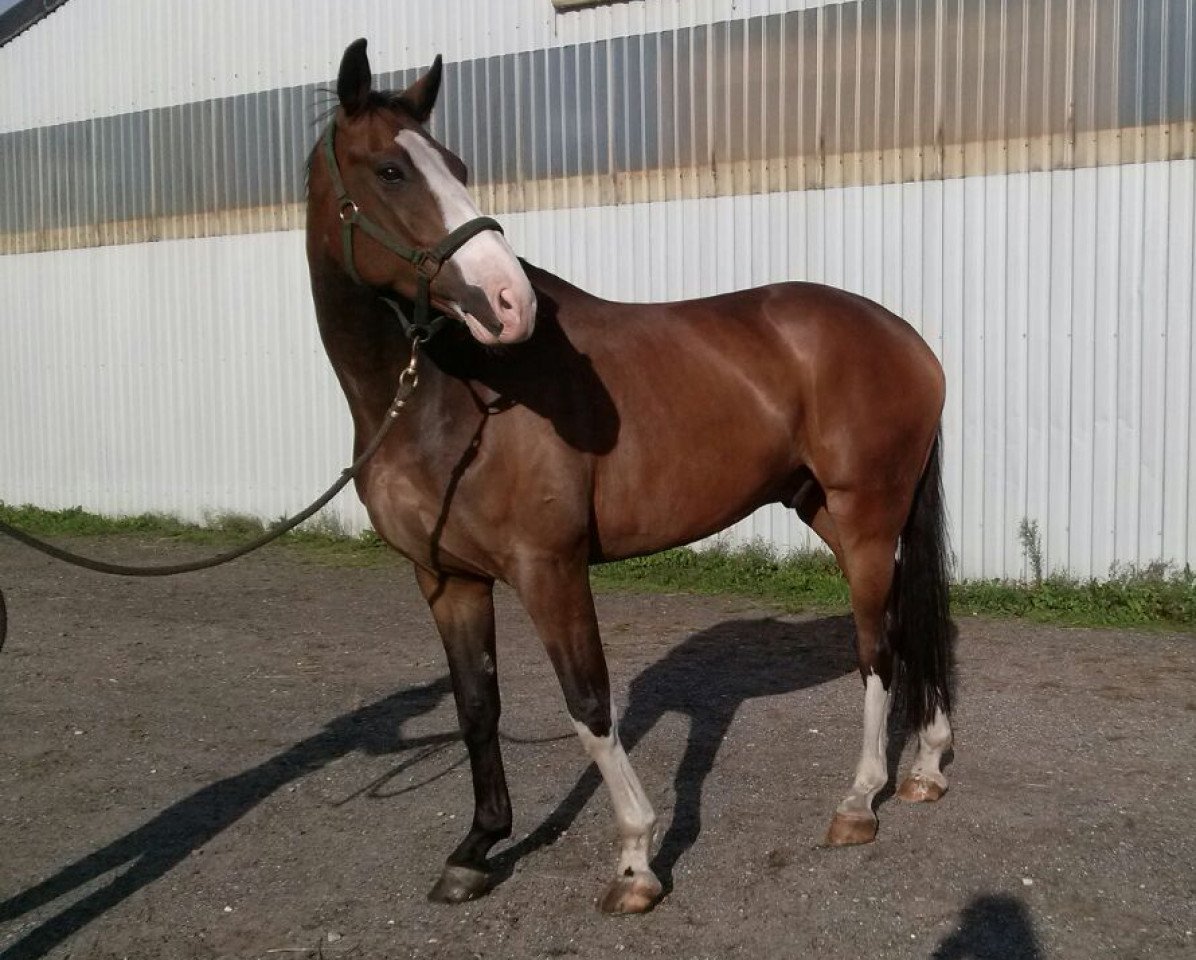 horse Der Bunte (Hanoverian, 2008, from Dancier)