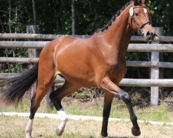 horse Fiorice (Hanoverian, 2017, from Fürst Jazz)