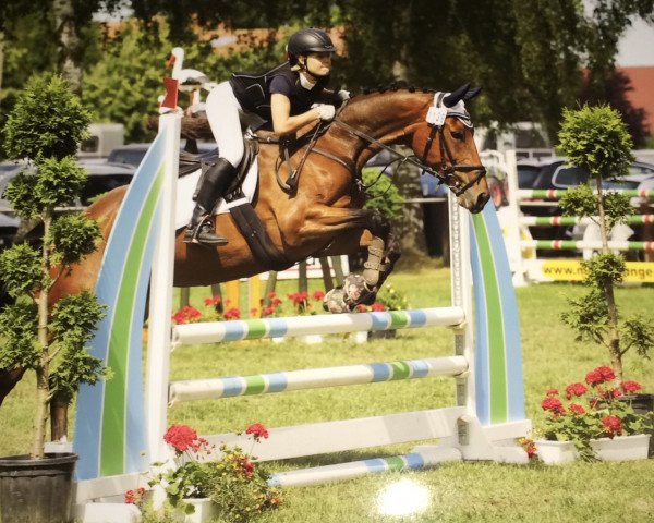 Dressurpferd Polys Rose (Rheinländer, 2011, von Polystar)