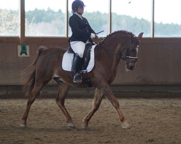 dressage horse Charmeur (German Riding Pony, 2001, from Chem El Dinx ox)