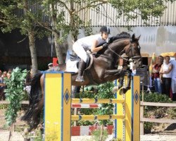 jumper Starlight Express 8 (Hanoverian, 2004, from Stolzenberg)