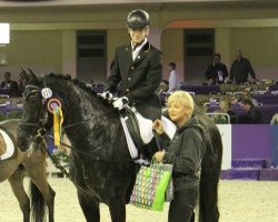 dressage horse Caro 108 (Sachs-door. Heavy Warmbl., 2009, from Grobi 18)