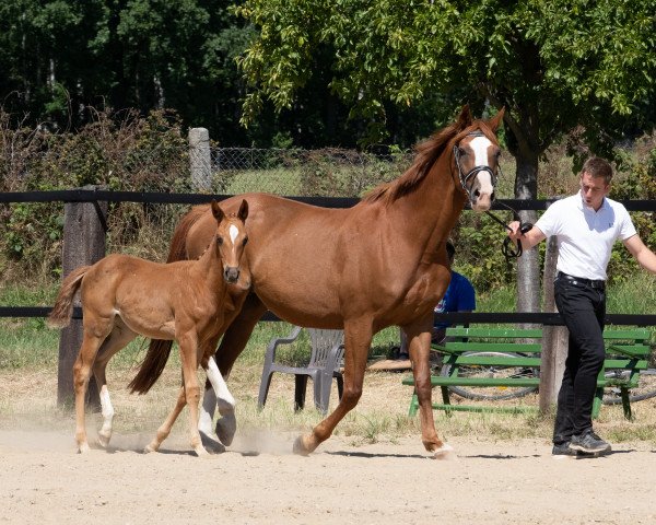 broodmare Ostgräfin (Trakehner, 2020, from Icare d'Olympe AA)