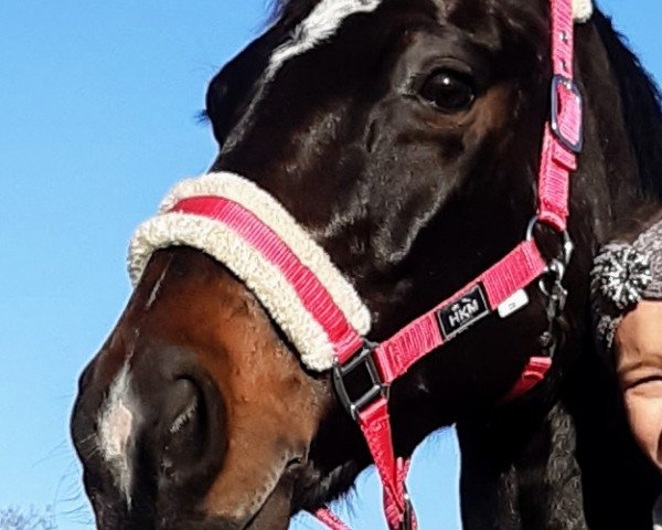 dressage horse Die Rose (Hanoverian, 2000, from Del Piero) dressage horse Die Rose (Hanoverian, 2000, from Del Piero)