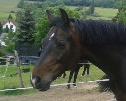 jumper Cool Pix (Hanoverian, 2008, from Contendro I)