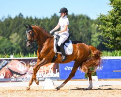 dressage horse Fairytale 119 (Czech Warmblood, 2013, from Fürst Wilhelm)