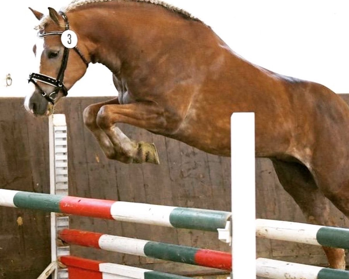 stallion Witali (Haflinger, 2014, from Walzertraum)
