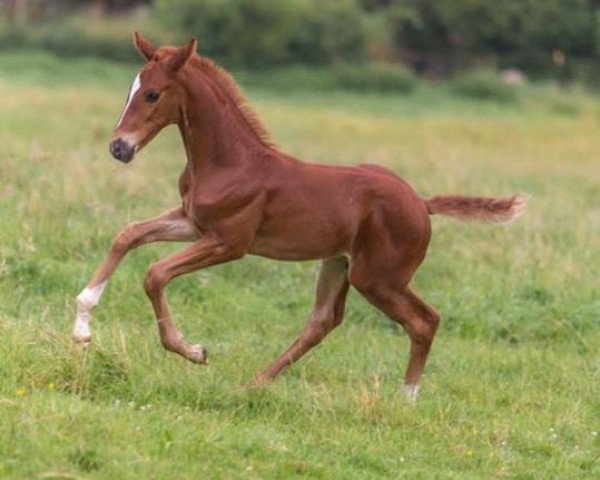 horse Finnigen (Hanoverian, 2016, from Fuechtels Floriscount OLD) horse Finnigen (Hanoverian, 2016, from Fuechtels Floriscount OLD)