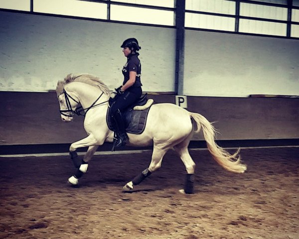 Dressurpferd Creamy Blue Eye (Deutsches Reitpony, 2015, von FS Champion de Luxe)