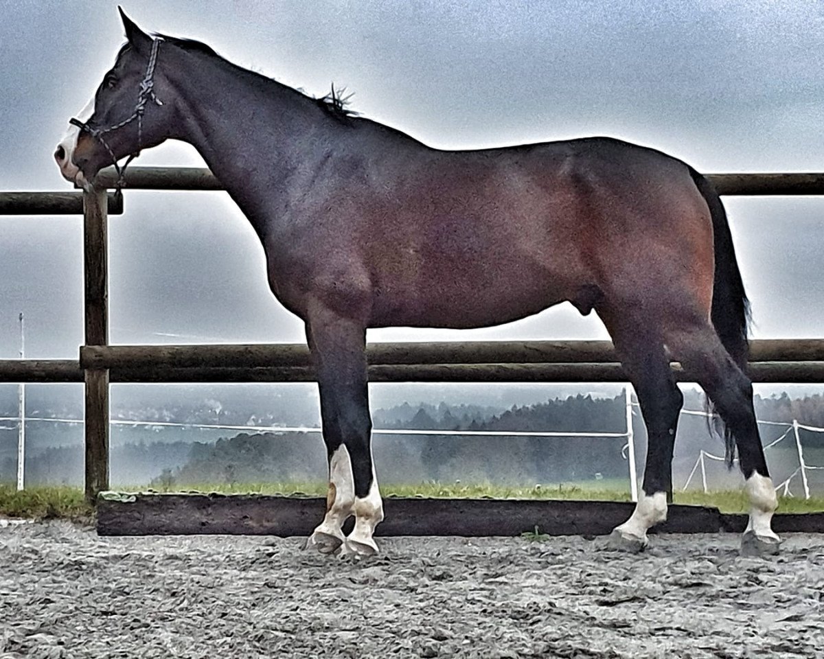 jumper Colorit's Tip Top (Austrian Warmblood, 2009, from Colorit)